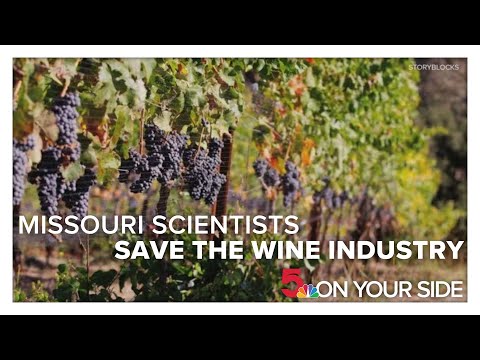 The world&#039;s wine was almost decimated by a small pest. Missouri saved the day