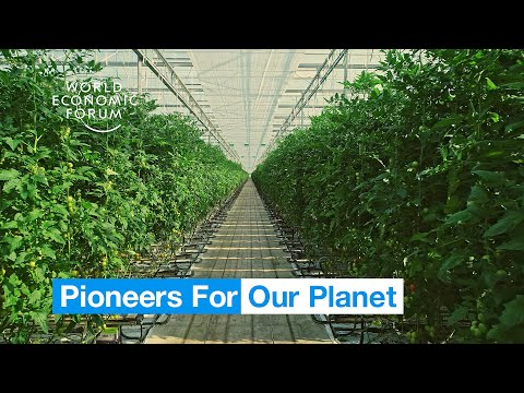 Farmers in the Netherlands are growing more food using less resources | Pioneers for Our Planet