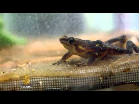 How Panama is saving the world&#039;s frogs