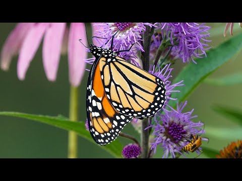 U.S. Fish &amp; Wildlife Service - Monarch Announcement