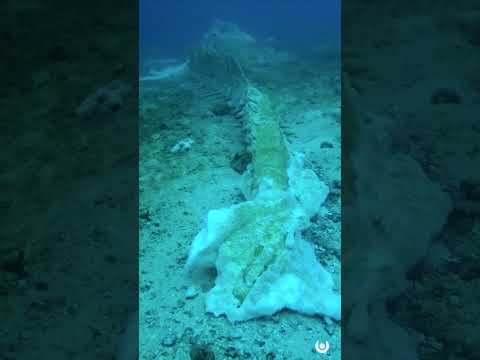 A Bizarre Discovery in the Deep Sea | Unveiled