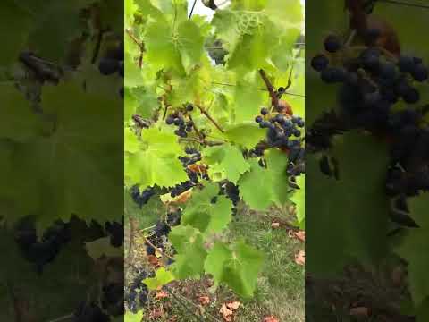 Black Grapes. Regency. Ready for Wine.
