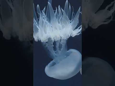 How Immortal Jellyfish Could Unlock the Secret to Eternal Life
