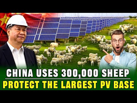 Raising 300,000 Sheep at the World&#039;s Largest Solar Power Plant in China