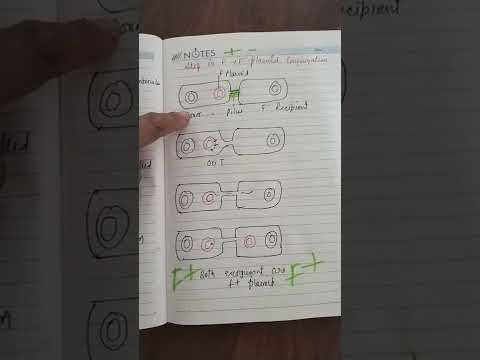 F+ to F - Conjugation in bacteria