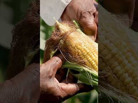 Digital Agriculture and Big Data Analytics