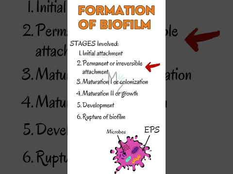 Stages of Biofilm Formation in Microbiology #biofilm #microbiology