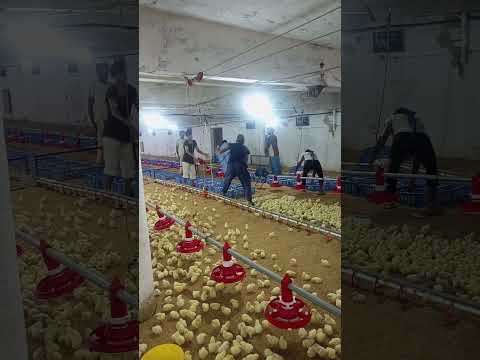 Broiler chicks opening in the farm #broilerchicken #poultry #poultryfarm #poultryfarming #chicken