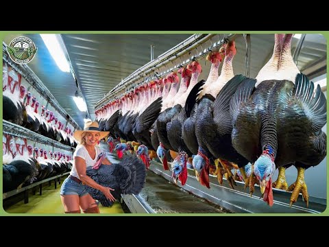 How Millions of Turkeys Are Processed - Incredible Turkey Farming &amp; Processing In Factory