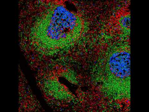 Imaging Mass Cytometry Services