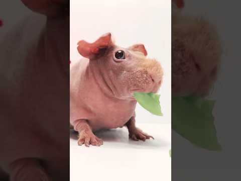 Ridiculously Good Looking Skinny Pig!