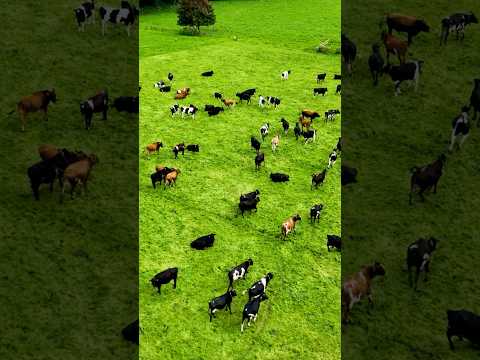 The story of Beefchain: Revolutionizing Blockchain Usage!