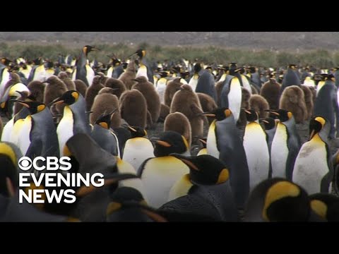 Satellite images show emperor penguins suffered breeding failure