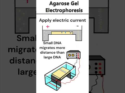 Agarose Gel Electrophoresis #electrophoresis #dna